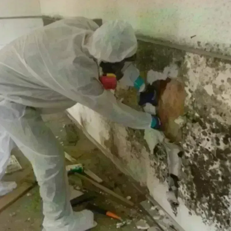 Mold Remediation and Removal in Omaha, NE